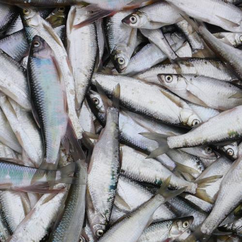 水产养殖 蓝色粮仓的可持续发展之路