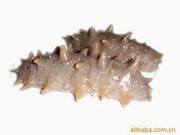 青岛晓刚海参 精品干制水产品系列全览