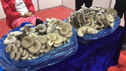 海蜇节盛大开幕！营口人必须了解 家乡水产业为何如此“牛气冲天”