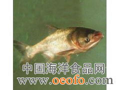 供应鲜活水产品，优选鳙鱼与大头宝，尽在东港市黄海水产品批发市场利源海鲜商行