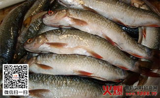 新疆养殖主产区342个产品通过水产品无公害认定