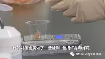 虾头黑是否意味着重金属污染？揭开常见水产品安全疑云